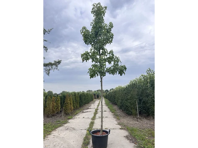 2x amberboom, liquidambar 'palo alto', hoogstam, herfstverkleuring, ca. 3-3.5 m hoog - afbeelding 1 van  3