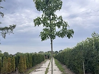 2x amberboom, liquidambar 'palo alto', hoogstam, herfstverkleuring, ca. 3-3.5 m hoog