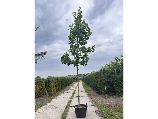 2x amberboom, liquidambar 'palo alto', hoogstam, herfstverkleuring, ca. 3-3.5 m hoog - afbeelding 2 van  3