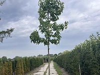 2x amberboom, liquidambar 'palo alto', hoogstam, herfstverkleuring, ca. 3-3.5 m hoog - afbeelding 2 van  3
