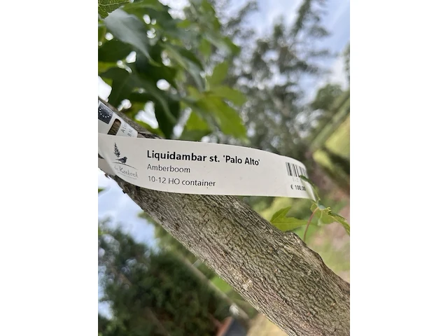 2x amberboom, liquidambar 'palo alto', hoogstam, herfstverkleuring, ca. 3-3.5 m hoog - afbeelding 3 van  3