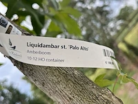 2x amberboom, liquidambar 'palo alto', hoogstam, herfstverkleuring, ca. 3-3.5 m hoog - afbeelding 3 van  3