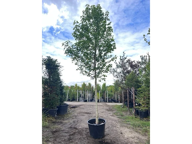2x amberboom, liquidambar styraciflua, hoogstam, herfstverkleuring, ca. 5-6 m hoog - afbeelding 1 van  3