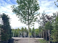 2x amberboom, liquidambar styraciflua, hoogstam, herfstverkleuring, ca. 5-6 m hoog