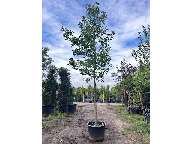 2x amberboom, liquidambar styraciflua, hoogstam, herfstverkleuring, ca. 5-6 m hoog - afbeelding 2 van  3