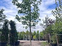 2x amberboom, liquidambar styraciflua, hoogstam, herfstverkleuring, ca. 5-6 m hoog - afbeelding 2 van  3