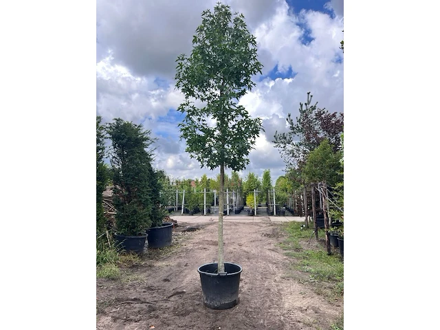 2x amberboom, liquidambar styraciflua, hoogstam, herfstverkleuring, ca. 5 m hoog - afbeelding 1 van  3