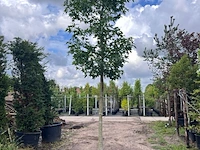 2x amberboom, liquidambar styraciflua, hoogstam, herfstverkleuring, ca. 5 m hoog