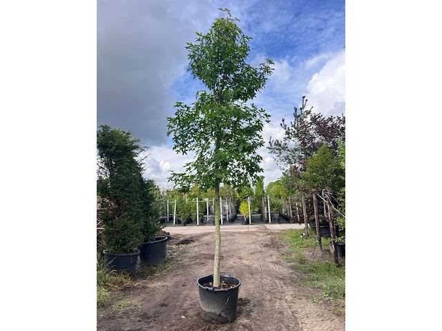 2x amberboom, liquidambar styraciflua, hoogstam, herfstverkleuring, ca. 5 m hoog - afbeelding 2 van  3