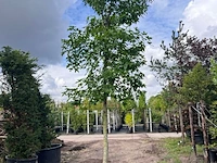 2x amberboom, liquidambar styraciflua, hoogstam, herfstverkleuring, ca. 5 m hoog - afbeelding 2 van  3