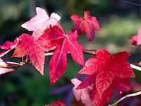 2x amberboom, liquidambar styraciflua, hoogstam, herfstverkleuring, ca. 5 m hoog - afbeelding 3 van  3