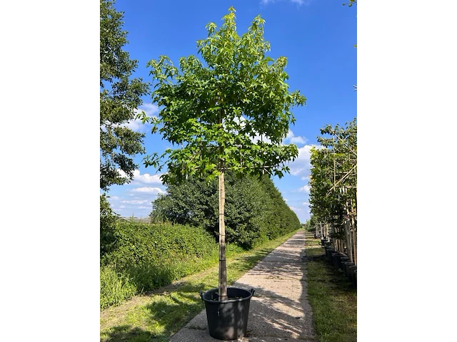 2x amberboom, liquidambar styraciflua, leiboom, herfstverkleuring, ca. 200 cm stamhoogte - afbeelding 1 van  2