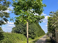 2x amberboom, liquidambar styraciflua, leiboom, herfstverkleuring, ca. 200 cm stamhoogte