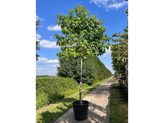 2x amberboom, liquidambar styraciflua, leiboom, herfstverkleuring, ca. 200 cm stamhoogte - afbeelding 2 van  2