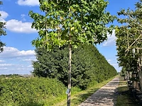 2x amberboom, liquidambar styraciflua, leiboom, herfstverkleuring, ca. 200 cm stamhoogte - afbeelding 2 van  2
