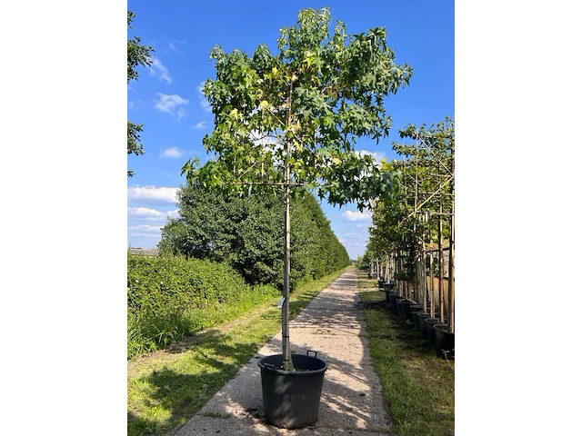 2x amberboom, liquidambar styraciflua, leiboom, herfstverkleuring, ca. 200 cm stamhoogte - afbeelding 1 van  2