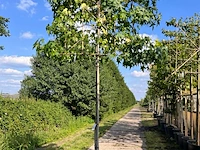 2x amberboom, liquidambar styraciflua, leiboom, herfstverkleuring, ca. 200 cm stamhoogte