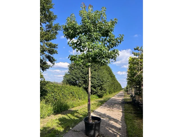 2x amberboom, liquidambar styraciflua, leiboom, herfstverkleuring, ca. 200 cm stamhoogte - afbeelding 2 van  2