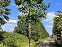 2x amberboom, liquidambar styraciflua, leiboom, herfstverkleuring, ca. 200 cm stamhoogte - afbeelding 2 van  2