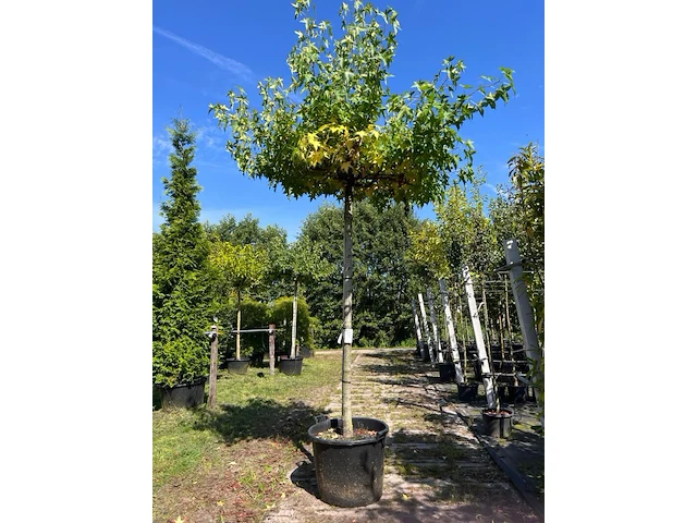 2x amberboom, liquidambar 'worplesdon', dakboom, herfstverkleuring, ca. 220 cm stamhoogte - afbeelding 1 van  2
