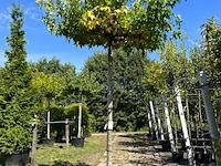 2x amberboom, liquidambar 'worplesdon', dakboom, herfstverkleuring, ca. 220 cm stamhoogte