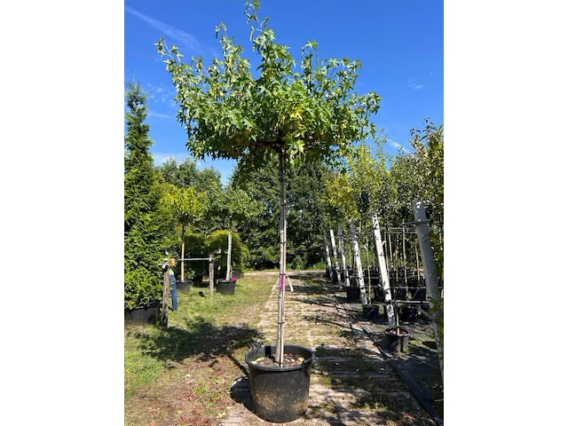 2x amberboom, liquidambar 'worplesdon', dakboom, herfstverkleuring, ca. 220 cm stamhoogte - afbeelding 2 van  2
