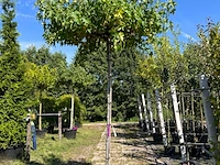 2x amberboom, liquidambar 'worplesdon', dakboom, herfstverkleuring, ca. 220 cm stamhoogte - afbeelding 2 van  2