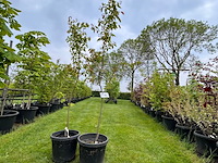 2x amelancier lamarckii (krentenboom) - afbeelding 1 van  2