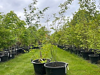 2x amelancier lamarckii (krentenboom) - afbeelding 1 van  2