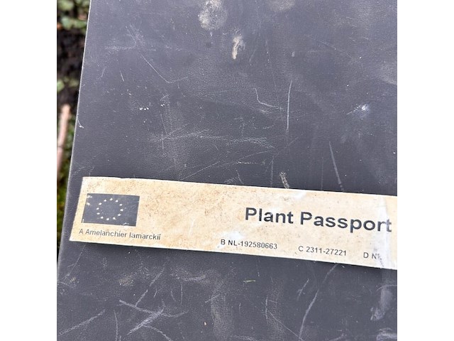 2x amelancier lamarckii (krentenboom) - afbeelding 2 van  2