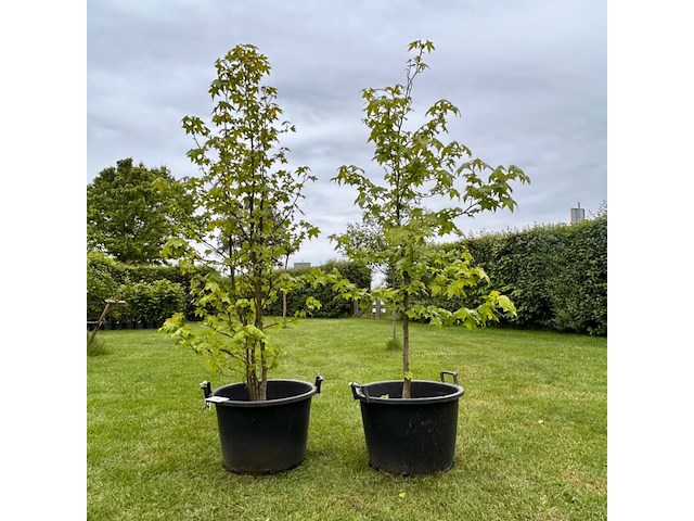 2x amelancier lamarckii (krentenboom) - afbeelding 1 van  1