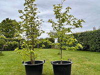 2x amelancier lamarckii (krentenboom) - afbeelding 1 van  1