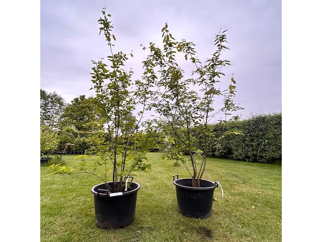 2x amelancier lamarckii (krentenboom) - afbeelding 1 van  2