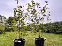 2x amelancier lamarckii (krentenboom) - afbeelding 1 van  2