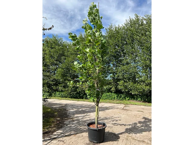 2x amerikaanse tulpenboom, liriodendron 'fastigiatum', zuilvorm, gele herfstkleur, ca. 3.5-4 m hoog - afbeelding 1 van  3