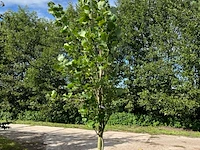 2x amerikaanse tulpenboom, liriodendron 'fastigiatum', zuilvorm, gele herfstkleur, ca. 3.5-4 m hoog