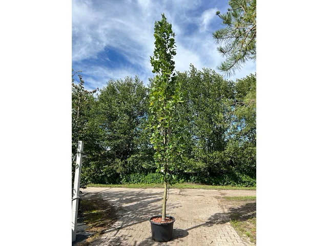 2x amerikaanse tulpenboom, liriodendron 'fastigiatum', zuilvorm, gele herfstkleur, ca. 3.5-4 m hoog - afbeelding 2 van  3