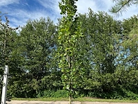 2x amerikaanse tulpenboom, liriodendron 'fastigiatum', zuilvorm, gele herfstkleur, ca. 3.5-4 m hoog - afbeelding 2 van  3
