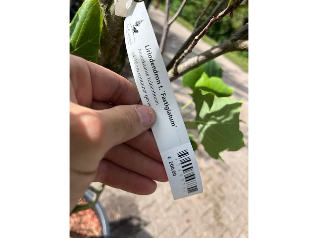 2x amerikaanse tulpenboom, liriodendron 'fastigiatum', zuilvorm, gele herfstkleur, ca. 3.5-4 m hoog - afbeelding 3 van  3