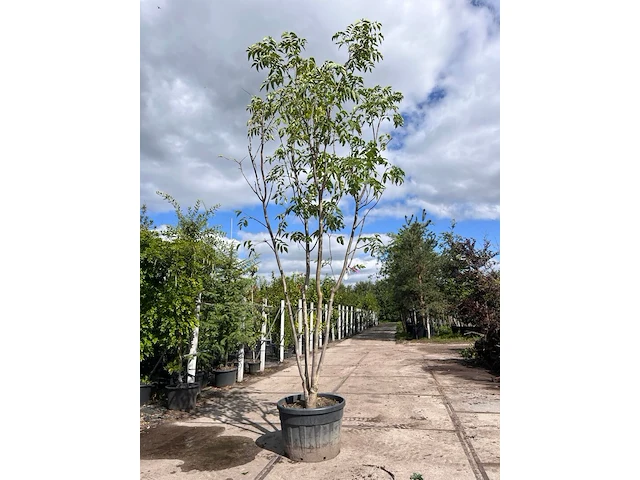 2x amurkurkboom, phellodendron amurense, meerstammig, ca. 4 m hoog - afbeelding 2 van  2
