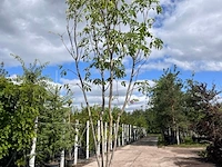 2x amurkurkboom, phellodendron amurense, meerstammig, ca. 4 m hoog - afbeelding 2 van  2