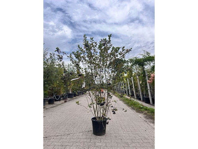2x appelbes, aronia 'brilliant', sierheester, ca. 150-175 cm hoog - afbeelding 1 van  2