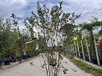 2x appelbes, aronia 'brilliant', sierheester, ca. 150-175 cm hoog