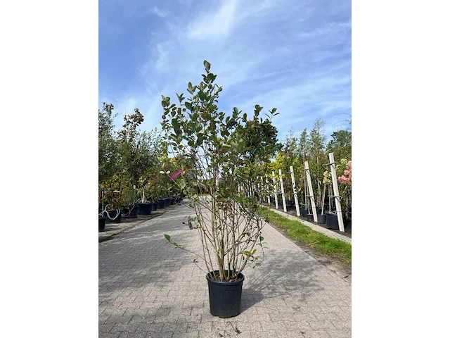 2x appelbes, aronia 'brilliant', sierheester, ca. 150-175 cm hoog - afbeelding 2 van  2