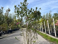 2x appelbes, aronia 'brilliant', sierheester, ca. 150-175 cm hoog - afbeelding 2 van  2