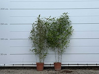 2x bamboe - phyllostachys aurea - hoogte ca. 170 cm - afbeelding 1 van  3