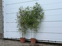 2x bamboe - phyllostachys aurea - hoogte ca. 170 cm - afbeelding 2 van  3