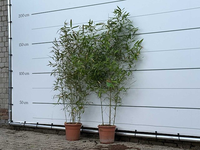2x bamboe - phyllostachys aurea - hoogte ca. 170 cm - afbeelding 1 van  2
