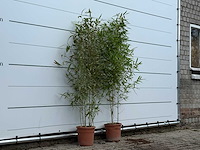 2x bamboe - phyllostachys aurea - hoogte ca. 170 cm - afbeelding 2 van  2