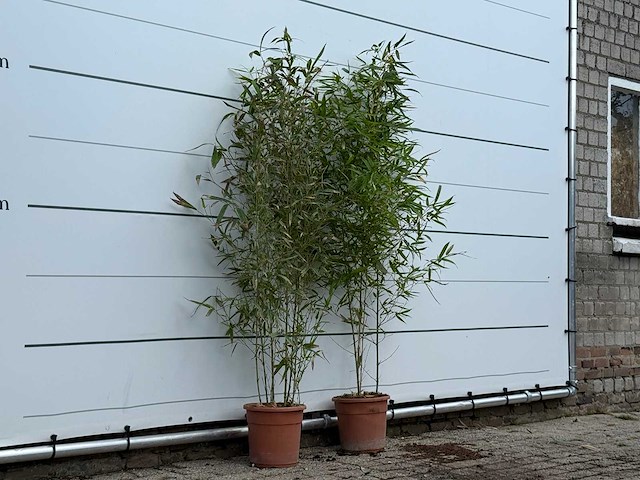 2x bamboe - phyllostachys aurea - hoogte ca. 170 cm - afbeelding 3 van  3